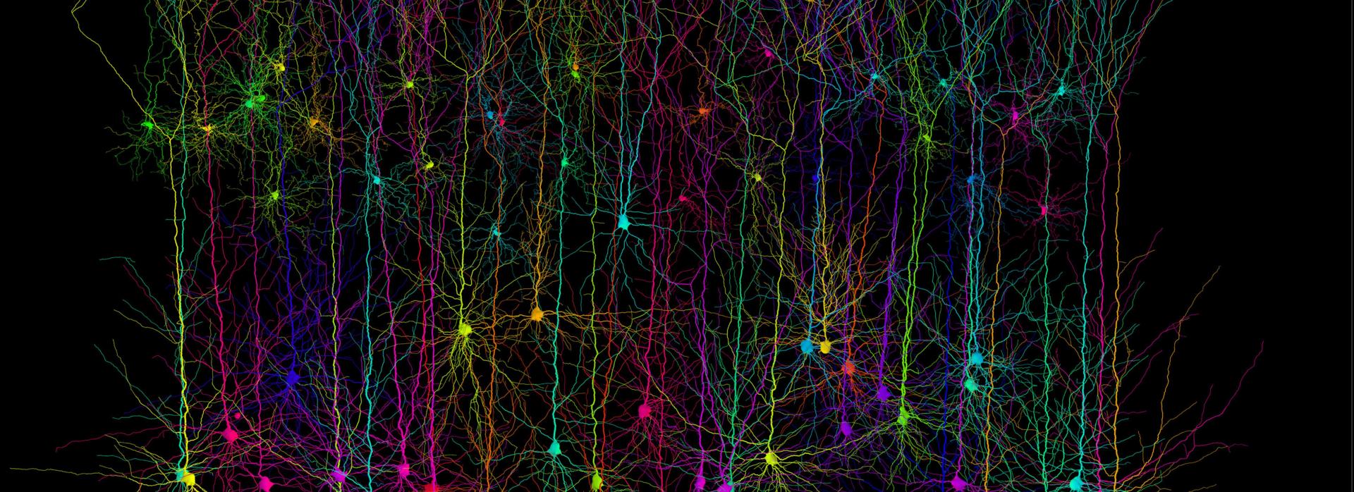 Computer simulated pyramidal neurons. Credit- Dr Hermann Cuntz & Prof. Michael Häusser, UCL. Attribution-NonCommercial 4.0 International (CC BY-NC 4.0).jpg