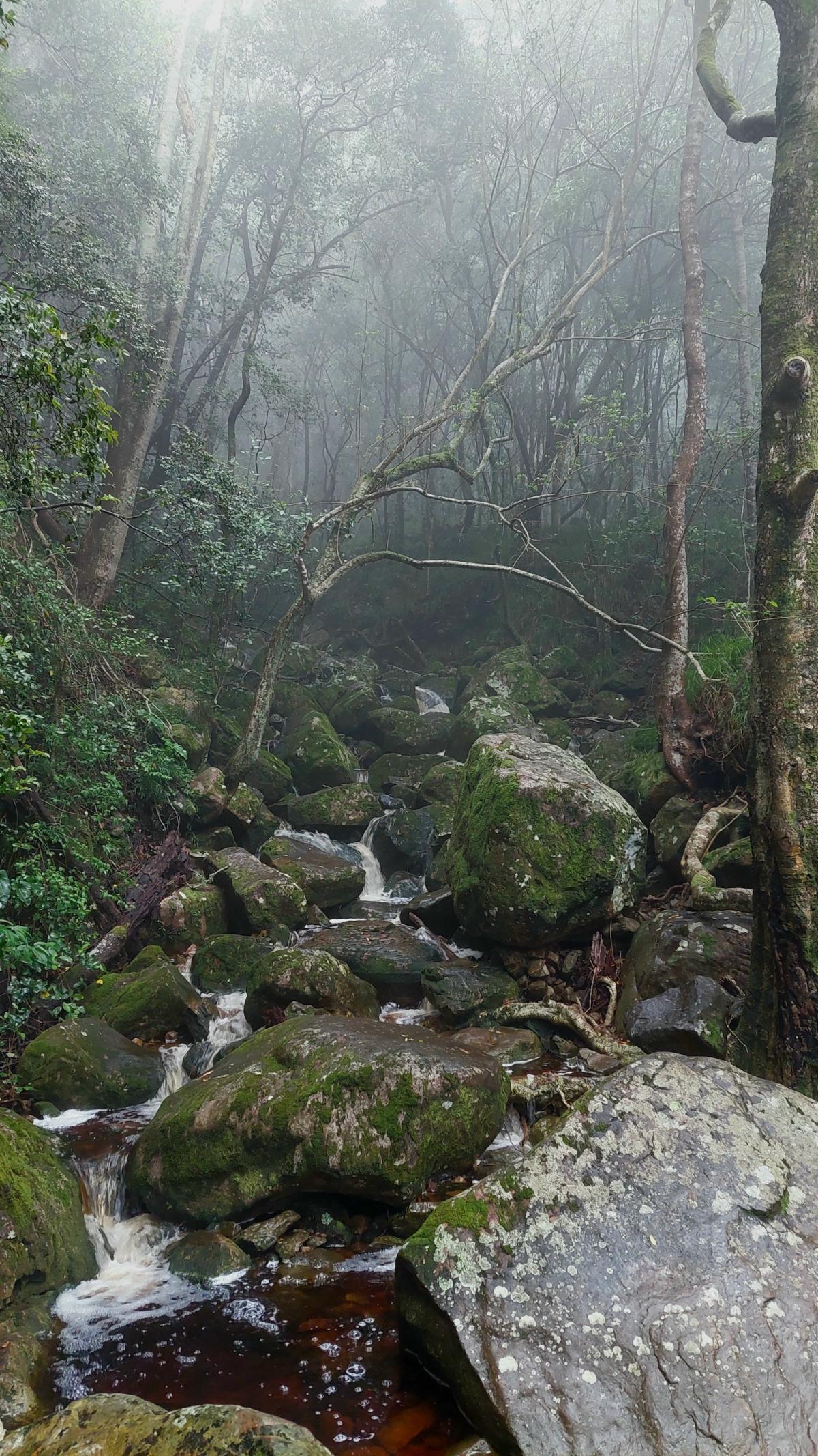 photo of rocks in a misty forest