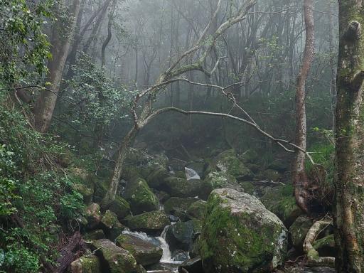 photo of rocks in a misty forest